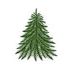 Fir tree isolated on white. Vector illustration.