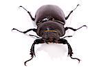 Female Stag Beetle isolated on white. Closeup of common stag beetle female (Lucanus cervus) sits on a white background