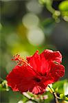 Hibiscus