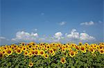 Sunflower field