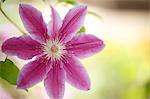 Clematis