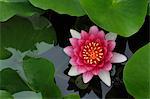 Water Lily