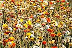 Poppy field