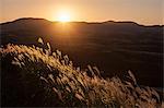 Japanese silver grass