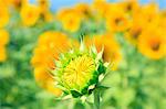 Sunflower field