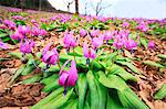 Japanese dog's tooth violet