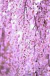 Cherry blossoms
