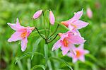 Lilium Rubellum