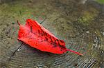 Autumn leaf