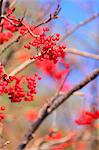 Red berries