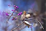 Japanese Beautyberry