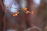 Red berries