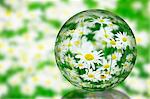 Glass globe and daisies