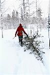 Woman carrying pine tree at winter, rear view