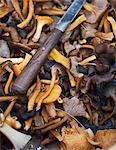 Chanterelles and knife, close-up