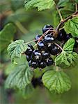 Close-up of blackcurrants