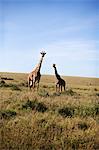 Giraffes on savannah