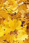 Yellow autumn leaves, full frame