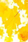 Yellow autumn leaves, close-up
