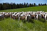 Sheep running on meadow