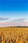 Wheat field