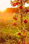 Apple tree in orchard