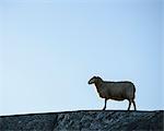 Sheep on rock