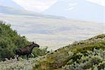 Elk in mountains