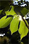 Close-up of green, backlit leaf with sunray, Germany