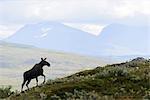 Elk in mountains