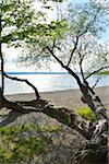 Lakeside beach with tree lying on ground, Herrsching am Ammersee, Lake Ammersee, Fuenfseenland, Upper Bavaria, Bavaria, Germany