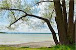 Lakeside with Tree, Stegen am Ammersee, Lake Ammersee, Fuenfseenland, Upper Bavaria, Bavaria, Germany