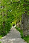 Lakeside Path with Trees, Stegen am Ammersee, Lake Ammersee, Fuenfseenland, Upper Bavaria, Bavaria, Germany