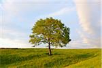 Meadow with Tree, Upper Bavaria, Bavaria, Germany