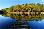 Lake with Autumn Colored Trees and Wooden Jetty, Stuedenbach, Eppenbrunn, Pfaelzerwald, Rhineland-Palatinate, Germany