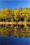 Lake with Autumn Colored Trees, Stuedenbach, Eppenbrunn, Pfaelzerwald, Rhineland-Palatinate, Germany