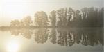 Common Alder (Alnus glutinosa) Trees beside Lake in Early Morning in Autumn, Bavaria, Germany