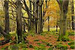 Forest in Autumn, Wasserkuppe, Gersfeld, Rhon Mountain Range, Hesse, Germany
