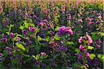 Field with Mallow Flowers in Summer, Arnstein, Franconia, Bavaria, Germany