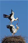 White Storks (Ciconia ciconia) Building Nest, Germany