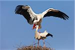 White Storks (Ciconia ciconia) Mating in Nest, Germany