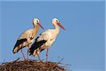 White Storks (Ciconia ciconia) Standing in Nest, Germany