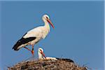 White Storks (Ciconia ciconia) in Nest, Germany