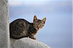 Portrait of Domestic Cat (Felis catus), Oia, Santorini, Greece