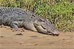 An adult wild saltwater crocodile (Crocodylus porosus), on the banks of the Daintree River, Daintree rain forest, Queensland, Australia, Pacific