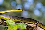 An adult Australian tree snake )Dendrelaphis punctulata), on the banks of the Daintree River, Daintree rain forest, Queensland, Australia, Pacific