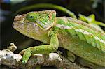 Globe-horned chameleon (flat-casqued chameleon) (Calumma globifer), endemic, Madagascar, Africa