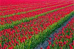 Rows of red tulips, North Holland, Netherlands, Europe