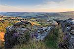 Purple heather on Curbar Edge, above Curbar and Calver villages in summer, Peak District National Park, Derbyshire, England, United Kingdom, Europe