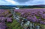 Heather covered Bamford Moor, dry stone wall and Ladybower Reservoir at dawn in summer, Peak District, Derbyshire, England, United Kingdom, Europe